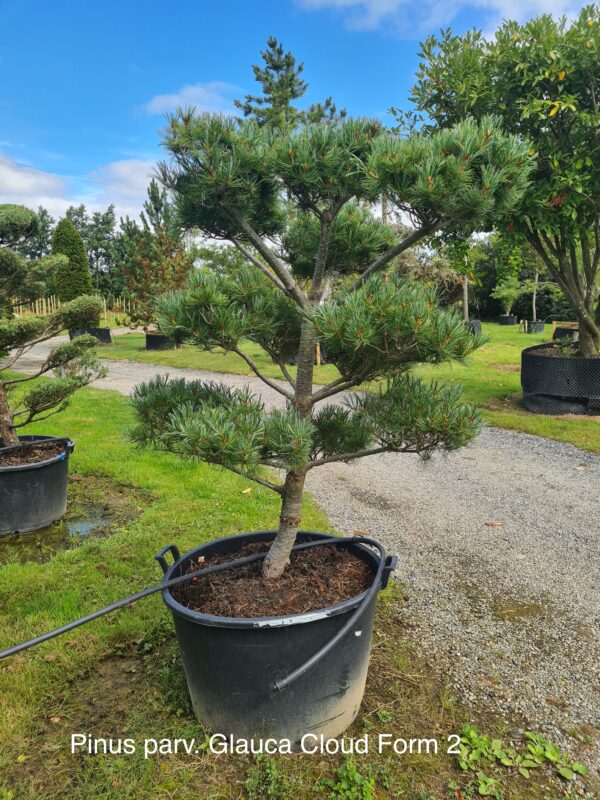 Pinus parv 'Glauca' Cloud Form - Image 2
