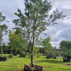 Pinus strobus Fastigiata Specimen