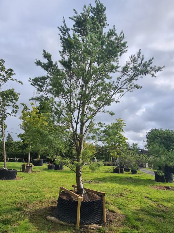 Pinus strobus Fastigiata Specimen