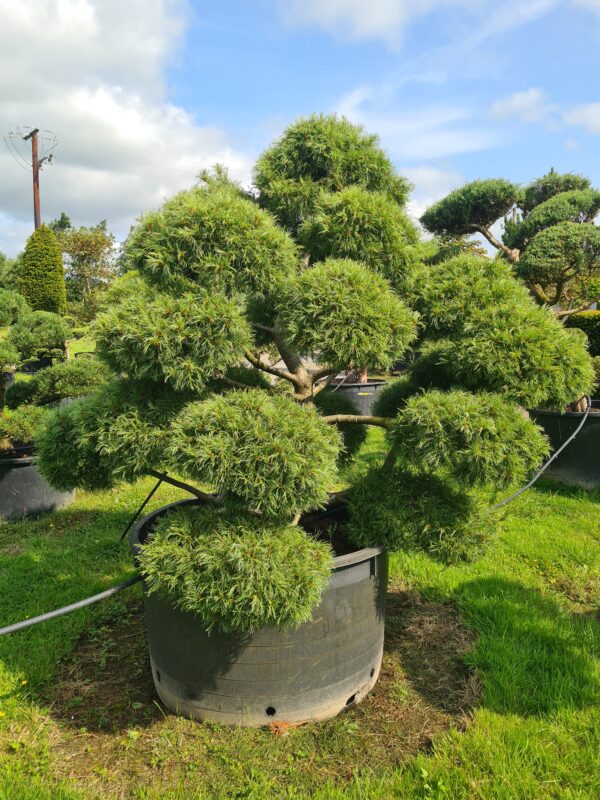 Pinus strobus Radiata Bonsai - Image 2