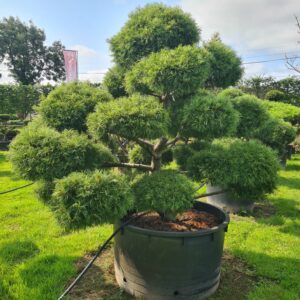 Pinus strobus Radiata Bonsai
