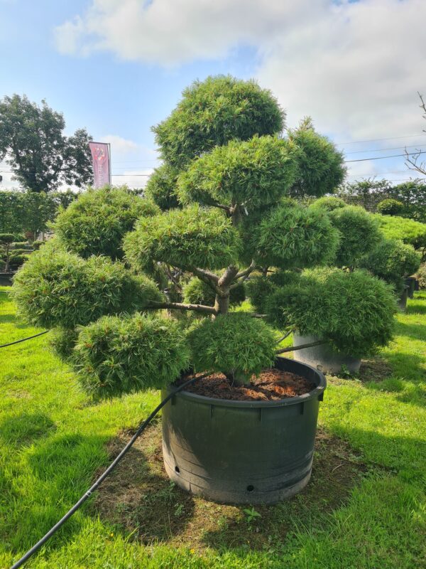 Pinus strobus Radiata Bonsai