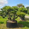 Pinus strobus Radiata Cloud Pruned Specimen - Image 2