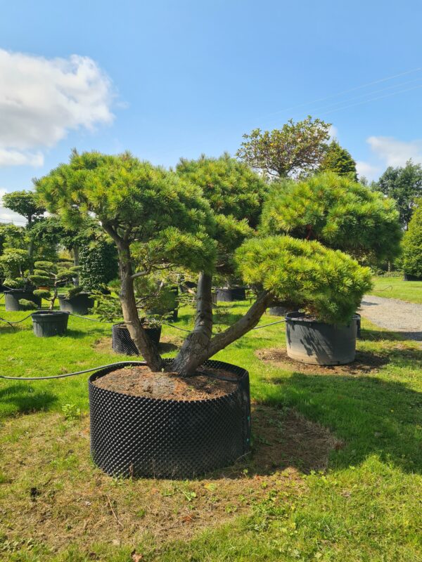 Pinus strobus Radiata Cloud Pruned Specimen - Image 2