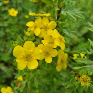 Potentilla fruticosa Elizabeth