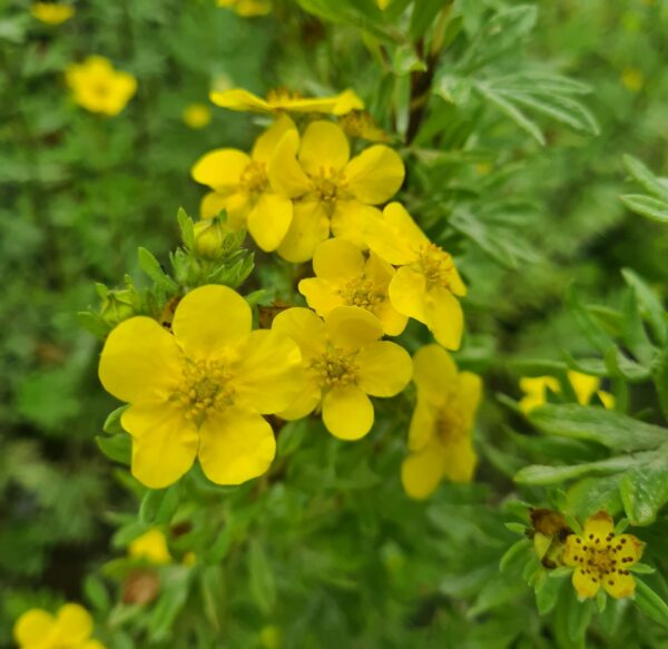 Potentilla fruticosa Elizabeth
