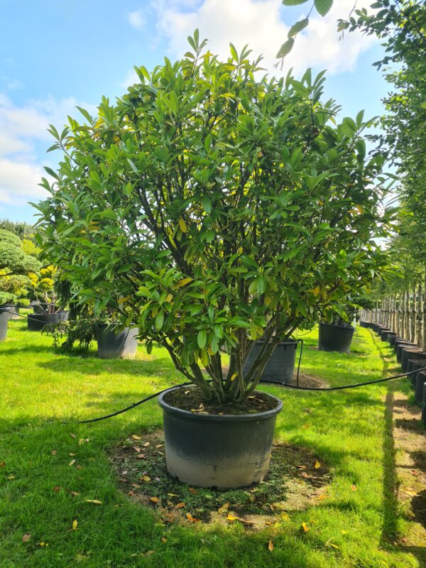 Prunus laur. Novita Parachute Form - Image 2