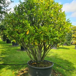 Prunus laur. Novita Parachute Form