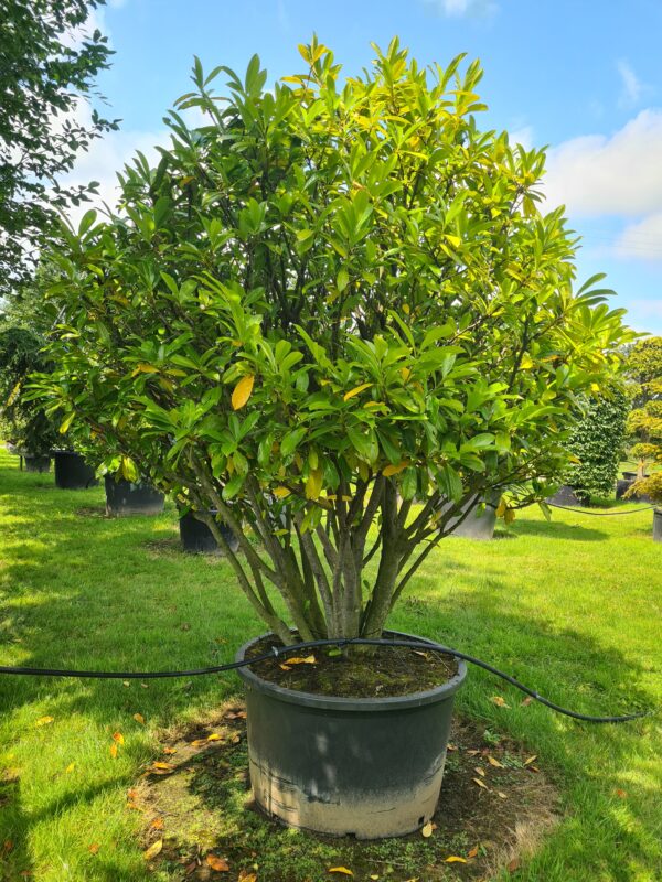 Prunus laur. Novita Parachute Form