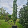 Quercus palustris Green Pillar - 375L airpot, 6-8m tall
