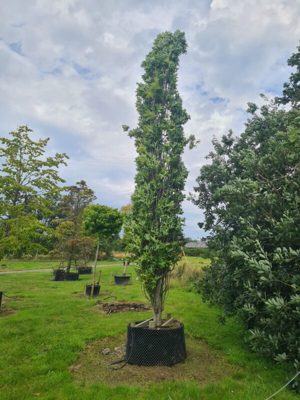 Quercus palustris Green Pillar