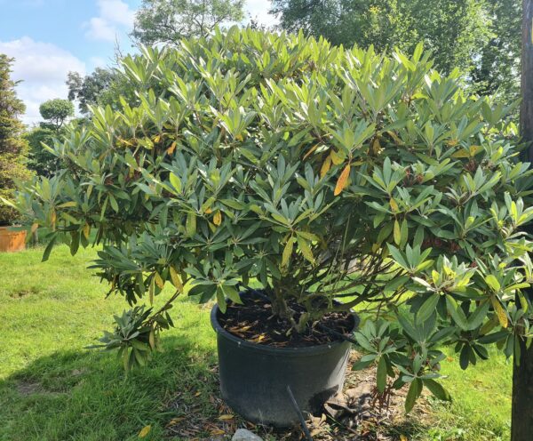 Rhododendron 'Percy Wiseman' Specimen - Image 2