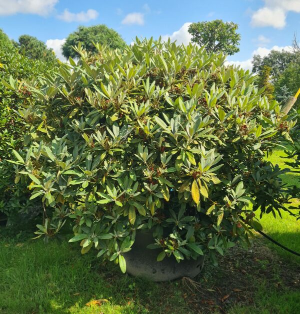 Rhododendron 'Percy Wiseman' Specimen - Image 3