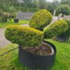 Taxus baccata Aurea / Golden Yew Pom Pom - 360L airpot, 120-140cm tall, 3 heads