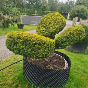 Taxus baccata Aurea / Golden Yew Pom Pom