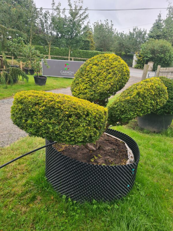 Taxus baccata Aurea / Golden Yew Pom Pom