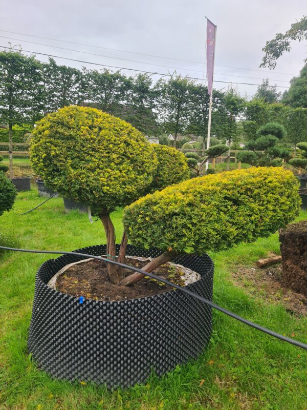 Taxus baccata Aurea / Golden Yew Pom Pom - Image 2