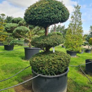 Taxus baccata 3-Ball Specimen