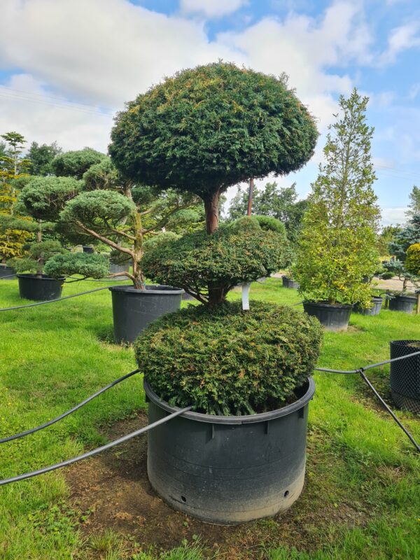 Taxus baccata 3-Ball Specimen