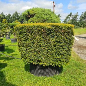 Taxus baccata / Yew Cube