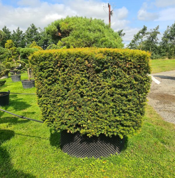 Taxus baccata / Yew Cube