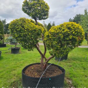 Taxus baccata Semperaurea Specimen Bonsai