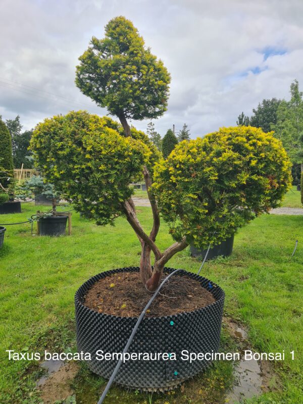 Taxus baccata Semperaurea Specimen Bonsai