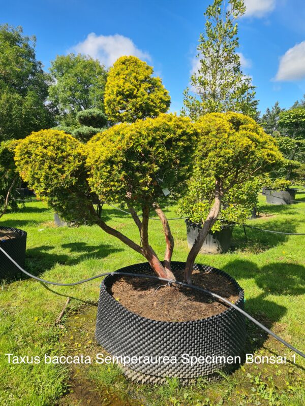 Taxus baccata Semperaurea Specimen Bonsai - Image 2