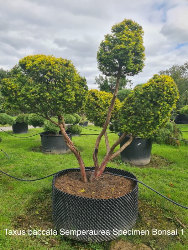 Taxus baccata Semperaurea Specimen Bonsai - Image 7