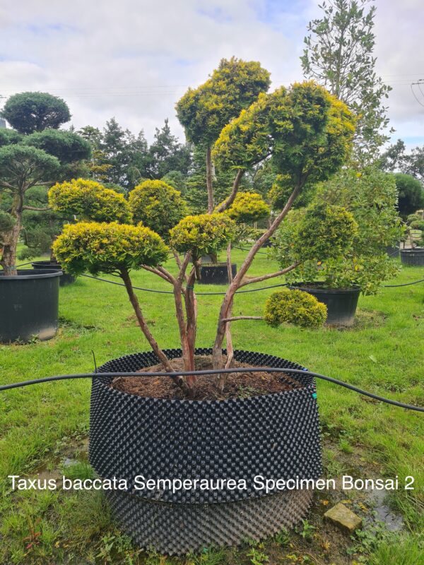 Taxus baccata Semperaurea Specimen Bonsai - Image 6