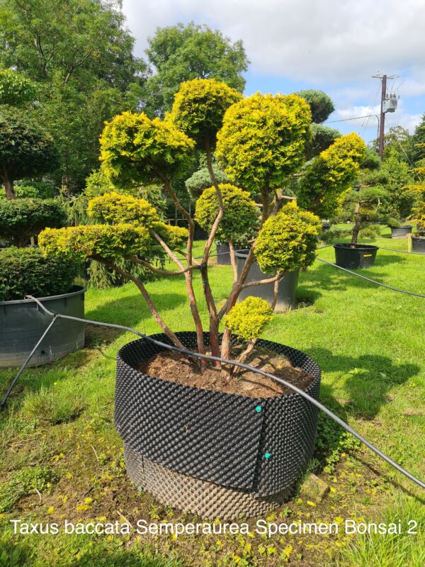 Taxus baccata Semperaurea Specimen Bonsai - Image 5
