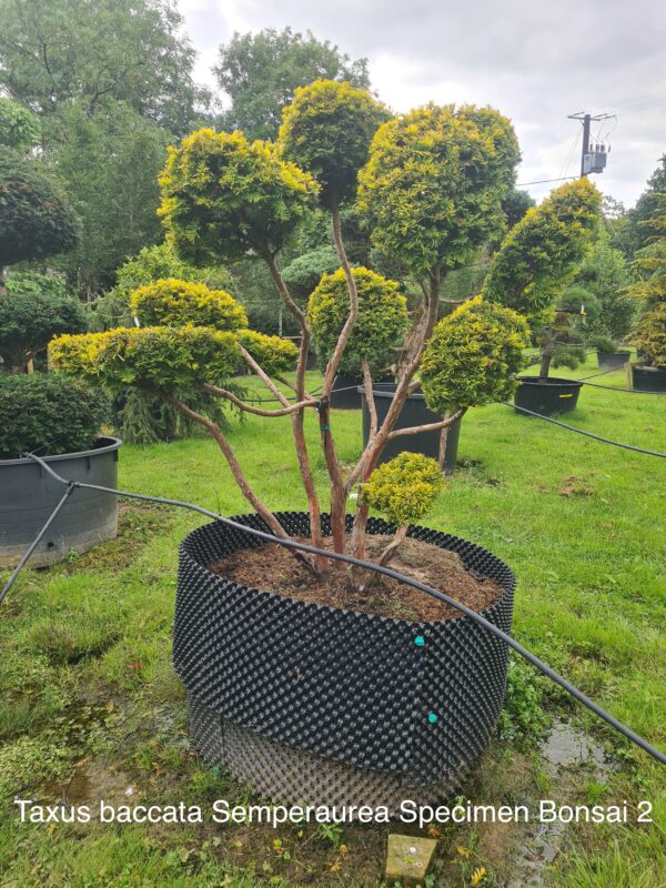 Taxus baccata Semperaurea Specimen Bonsai - Image 3