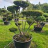 Taxus cuspidata Specimen - Image 2