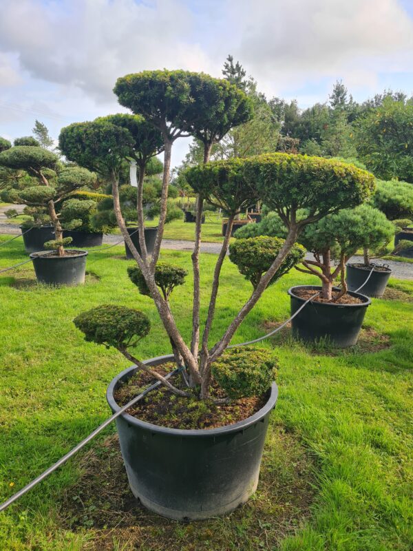 Taxus cuspidata Specimen - Image 2