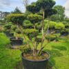 Taxus cuspidata Specimen - Image 3