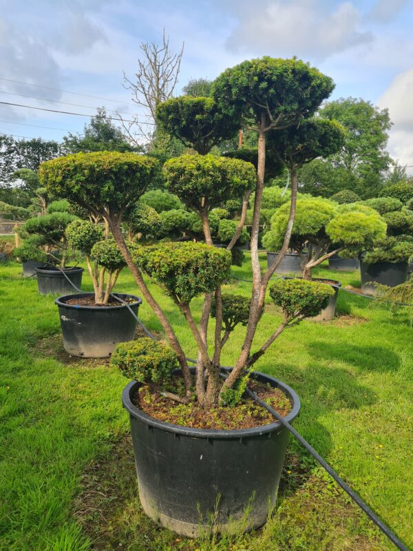 Taxus cuspidata Specimen - Image 3
