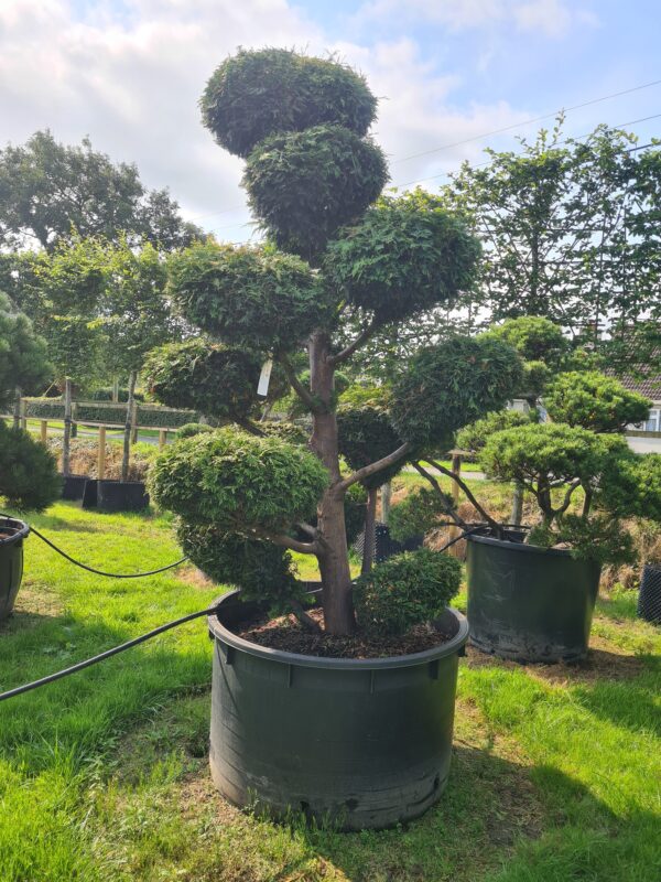 Thuja plicata Specimen Bonsai - Image 2