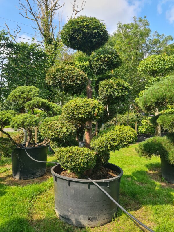 Thuja plicata Specimen Bonsai - Image 3