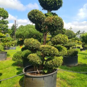 Thuja plicata Specimen Bonsai