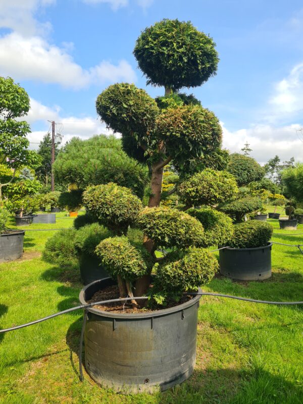 Thuja plicata Specimen Bonsai