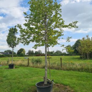 Tilia x euchlora Specimen Trees