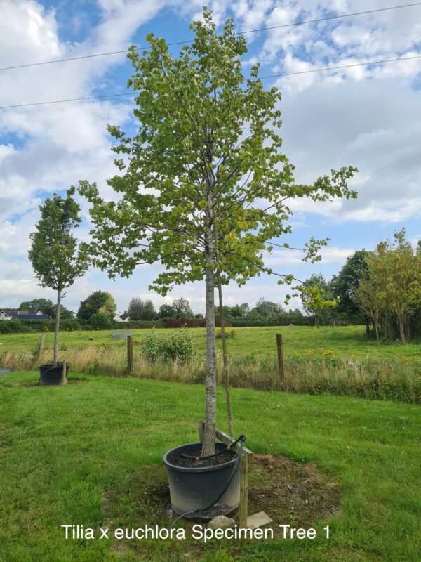 Tilia x euchlora Specimen Trees