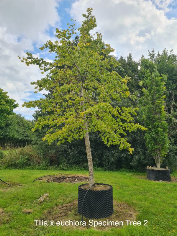 Tilia x euchlora Specimen Trees - Image 2