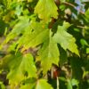 Acer freemanii Armstrong - 10-12cm girth, 3.5-4m tall, Rootballed