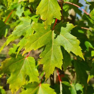 Acer freemanii Armstrong