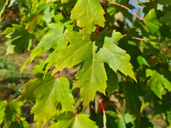 Acer freemanii Armstrong