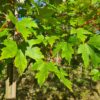 Acer freemanii Autumn Blaze - 10-12cm girth, 3.5-4m tall, Rootballed