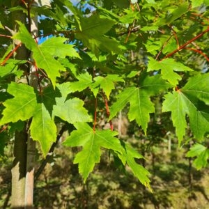 Acer freemanii Autumn Blaze