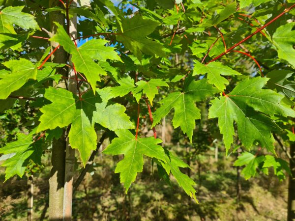 Acer freemanii Autumn Blaze