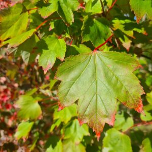 Acer rubrum October Glory
